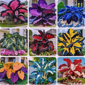 Peut inclure: Une collection de neuf plantes vibrantes et colorées avec de grandes feuilles texturées. Les plantes présentent une variété de couleurs, notamment le rose, le violet, le bleu, le jaune et le rouge, avec des bords sombres contrastés. Les plantes sont en extérieur.