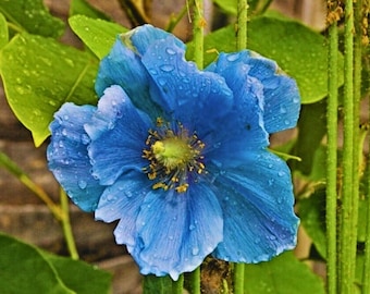 May include: A close-up of a vibrant blue poppy flower, covered in water droplets. The flower has delicate, ruffled petals and a yellow center. Green leaves and stems provide a natural backdrop.