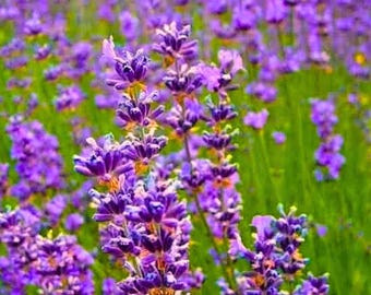 Purple English Lavender Repellent 1200 Seeds