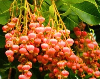 May include: Close-up of a cluster of pink, bell-shaped flowers hanging from thin, yellow stems. The flowers are in various stages of bloom, with some fully open and others still closed. Green leaves provide a backdrop to the flowers.
