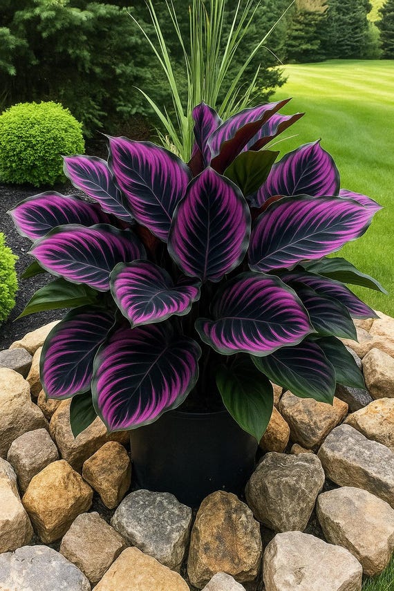 Purple Deep Calathea Flower 25 Seeds