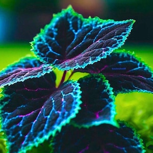 Puede incluir: Primer plano de una planta con hojas grandes y texturizadas. Las hojas son principalmente de color púrpura oscuro con venas y bordes azules vibrantes, y toques de rosa. Los bordes son de color verde brillante, creando un contraste llamativo.