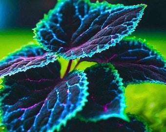 Rare Blue Black Color Coleus Plant 25 Seeds
