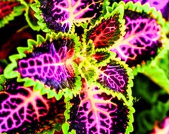 Rare Rekwiat Coleus Rainbow Seeds Colorful Solenostemon scutellarioides 25 Seeds