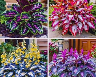 Hosta perenne ornamentale da esterno, da piantare in giardino, 160 semi