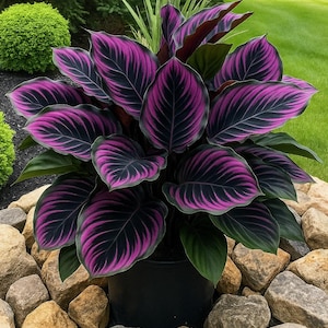 Calathea lila - Etsy.de