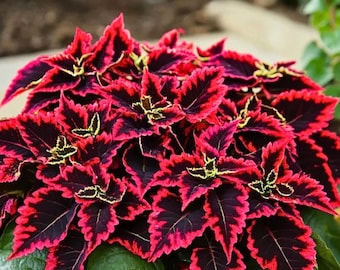 May include: A vibrant coleus plant featuring serrated leaves with deep purple-black centers, bright red-pink margins, and small accents of lime green at the base of each leaf. The foliage is dense and layered, creating a rich, colorful texture.