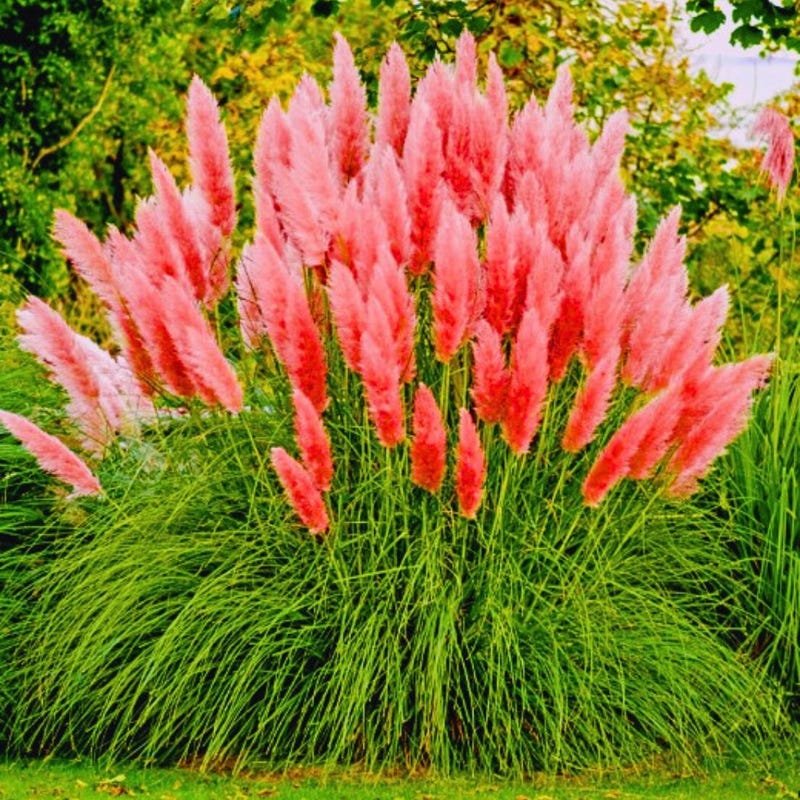 pink-pampas-grass-seeds-etsy