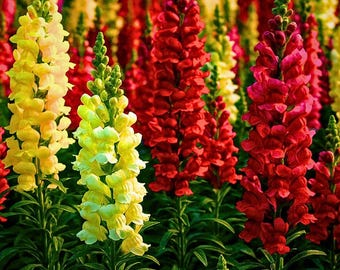 May include: A vibrant field of snapdragon flowers in full bloom. The image showcases a variety of colors, including bright yellow, deep red, and shades of pink. The flowers are densely packed, creating a lush and colorful display.
