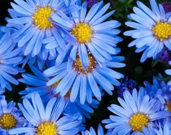Blaue Aster Blumensamen Blüte Blumen Frühlingssamen Staude Wildblume 50 Samen