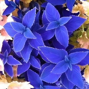 Zeldzame blauwe siernetel, gemakkelijk te kweken bladplant, 20 zaden