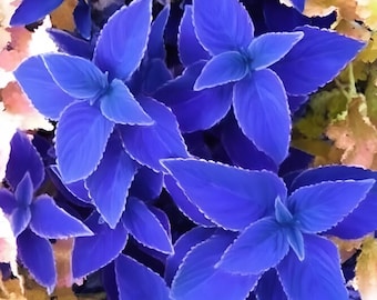 Rare Blue Coleus Easy to Grow Foliage Plant 20 Seeds