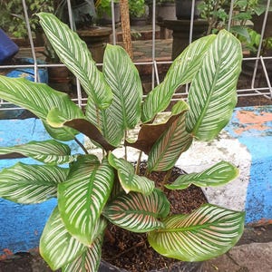 100 Topfblumen Calathea Samen Hausgarten