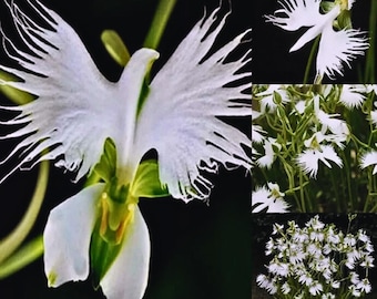 Japanse radiata witte zilverreigerbloem elegante zeldzame orchidee 50 zaden