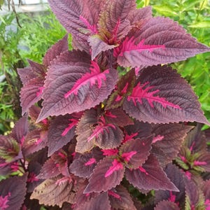 200 Coleus Rainbow Mix Flower Seeds Non GMO Harvest