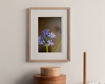 13 x19 Giclee print:Purple Allium