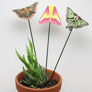 May include: Three butterfly-shaped garden stakes in a terracotta pot with a green succulent plant. The butterflies are brown, pink, and green.