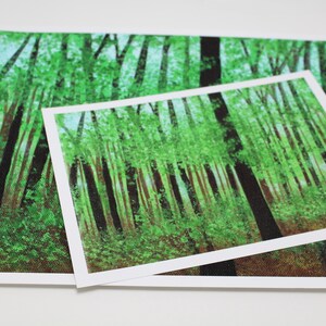 Puede incluir: Dos impresiones enmarcadas de un bosque verde con árboles altos y un cielo azul claro. La impresión más pequeña está encima de la más grande. Ambas impresiones están firmadas "Nath Ewen".