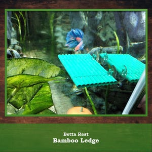 May include: A colourful Betta fish, with blue and pink fins, swims near a turquoise bamboo ledge in an aquarium. The ledge is attached to the glass with suction cups. The text "Betta Rest Bamboo Ledge" is at the bottom.