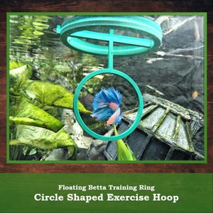 May include: A turquoise floating betta training ring and exercise hoop. A colourful betta fish swims inside the hoop in an aquarium with green plants and a decorative structure. The text "Floating Betta Training Ring" and "Circle Shaped Exercise Hoop" is displayed.