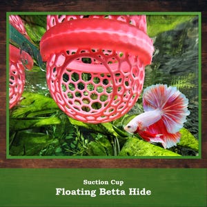 May include: A pink, honeycomb-patterned floating betta hide with a suction cup. A colourful betta fish with red and white fins swims near the hide in a lush, green aquatic environment. The text "Suction Cup Floating Betta Hide" is at the bottom.