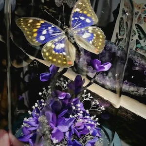 Preserved Papilio Butterfly In Glass Dome, Dried Flower, Butterfly Specimen In Glass Cover, Birthday Gift, Gift For Her, Home Decor, Gothic