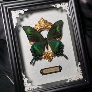 Real A1 Butterfly Specimen in Frame, Dark Gothic Butterfly, Butterfly Shadowbox, Vintage Butterfly Decor, Insect Lover Gift, Gothic Gifts