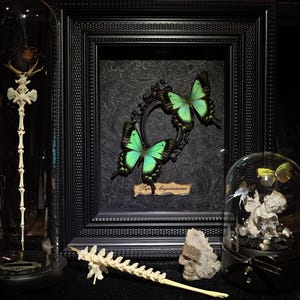 Gothic Framed Sea Green Swallowtail Specimen – Real Papilio lorquinianus – Rare Emerald Green Butterfly – 12.2&quot; × 14.17&quot;