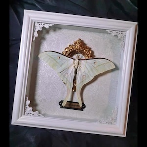 Real A1 Luna Moth Specimen Framed, Real Actias luna, Moon Moth, Gothic Decor, Curiosities Oddities, Butterfly Wall Display, Insect Gift