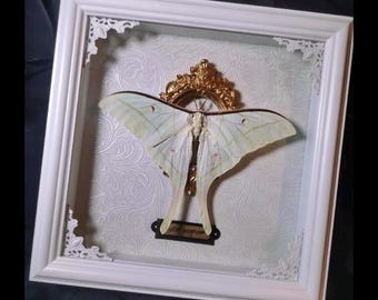 Real A1 Luna Moth Specimen Framed, Real Actias luna, Moon Moth, Gothic Decor, Curiosities Oddities, Butterfly Wall Display, Insect Gift