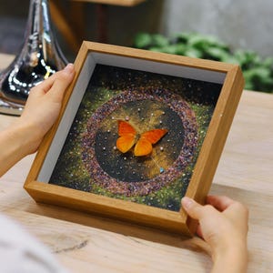 Real Framed Butterfly, Insect Shadow Box, Real Butterfly Specimen, Butterfly Decor, Butterfly Collection, Insect Lover Gift, Wall Hanging