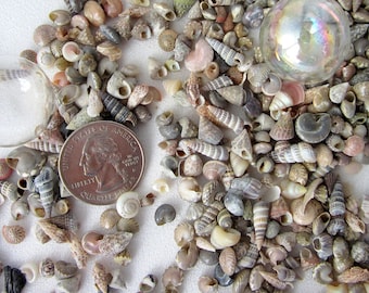 EXTRA TINY Seashells, 8OZ Beach Decor Bulk Tiny Shell Mix, Nautical Decor Beach Jewelry or Kids Craft Shells, Cheap Crafting Shells, 8 OZ