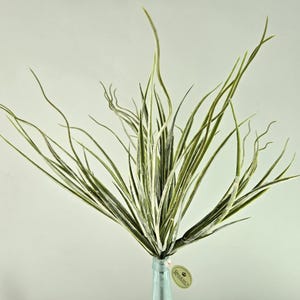 May include: A bundle of artificial greenery with long, slender, green and white striped leaves. The stems are arranged in a vase, with a Regency tag attached. The leaves have a slightly curved shape, adding a naturalistic touch to the arrangement.
