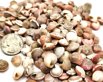 TINY Pink Seashells, 8OZ SMALL Pink Shells, Nautical Coastal Pink Red Umbonium Shells, Coastal Pink Beach Wedding or Jewelry Shells, 8OZ