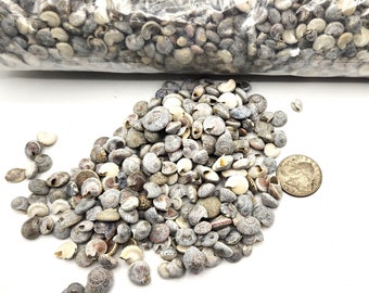 Tiny Gray Craft Shells, ALMOST 5 POUNDS Bulk Tiny Beach Nautical Coastal Decor Gray Black Craft Umbonium Seashells, Cheap Kids Craft Shells,