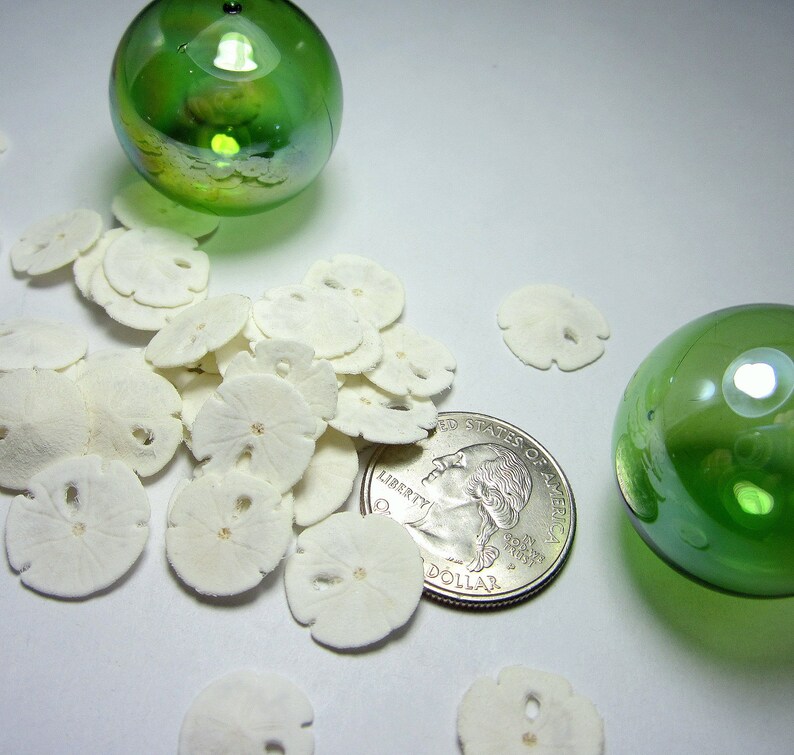 Tiny Sand Dollars, 24PC Very Small Sand Dollars, Beach Jewelry Making Tiny White Shells, Extra Tiny Craft Sand Dollars, .5, 24 PC image 4