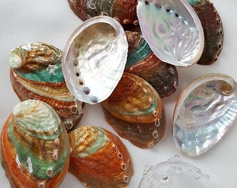 Beach Decor Seashells, Nautical Decor Abalone Shells, Specimen Shell, Kamstcha Abalone, Abalone Seashell, Fancy Shells, 3-4"
