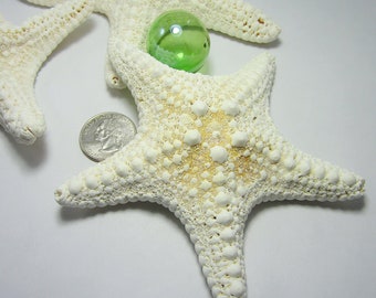 White Jungle Starfish, 3PC Beach Decor LARGE 4-6" White Starfish, Nautical Decor Mud Starfish, Unique Starfish, Beach Wedding, 3PC, 4-6"