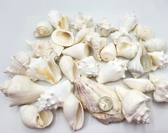 White Shell Assortment, 30PC Large White Seashells, Nautical Beach Shell Decor, WHITE Assorted Wedding Shells, Bulk White Craft Shells, 30PC
