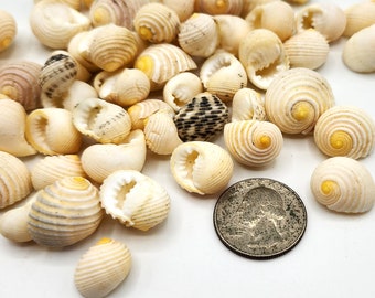 Yellow Nerita Shells, 8OZ Bulk Matte Yellow Nerita Seashells, Beach Nautical Coastal Decor Nerita Cheap Yellow Craft Seashells, 8 OZ