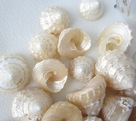 24PC Pearl Seashells, Astrea Pearl Turban Shells, Pearl Turbo