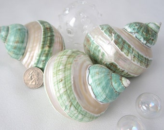 Green Turbo Shell, Pearl Turban Shell, Beach Nautical Polished Turbo Seashell, Green Striped Collector Shell, Specimen Shell, Polished Shell