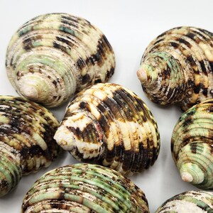 4PC Cheap Green Hermit Crab Seashells, Green Turbo Shell, 