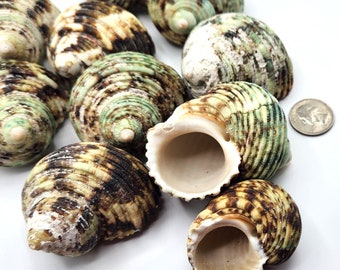 Green Hermit Crab Seashells, 6PC Green Turbo Shell, "B GRADE" Banded Large Turbo Seashell, Bulk Large Craft Garden Shells, 6PC