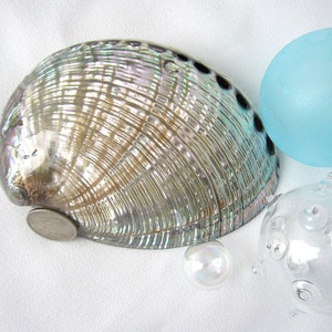 Gray Abalone Shell, Coastal Decor RARE Green Abalone Seashell, Beach Decor Polished Specimen Shell, Nautical Decor Pearl Abalone Shell, 5-6&quot;