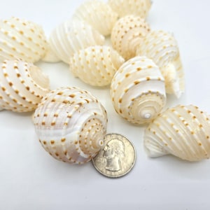 May include: A collection of cream-colored seashells with brown dotted patterns. The shells are in various sizes and shapes, with a quarter coin for size comparison. The shells have a spiral design and are on a white surface.