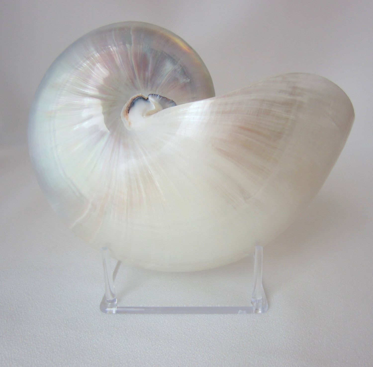 FOUR PRONGED ACRYLIC DISPLAY STAND 4-1/2" X 3-1/2" SEA SHELL DECOR REEF CORAL 