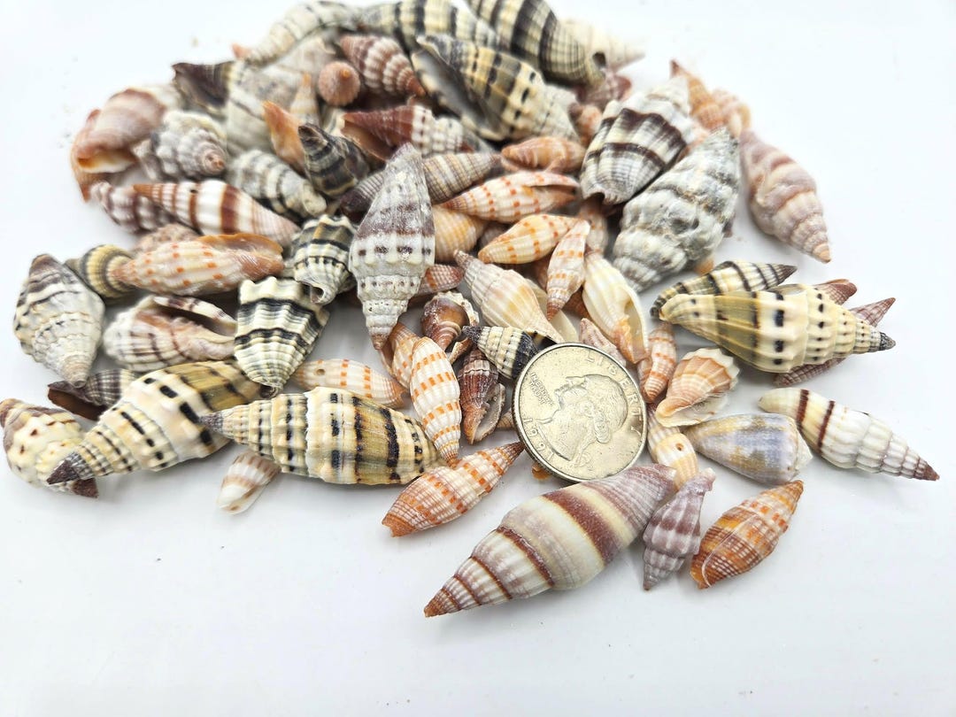2.6 POUNDS Caramel Brown Mitra Craft Seashells: Orange Pointed Shells ...