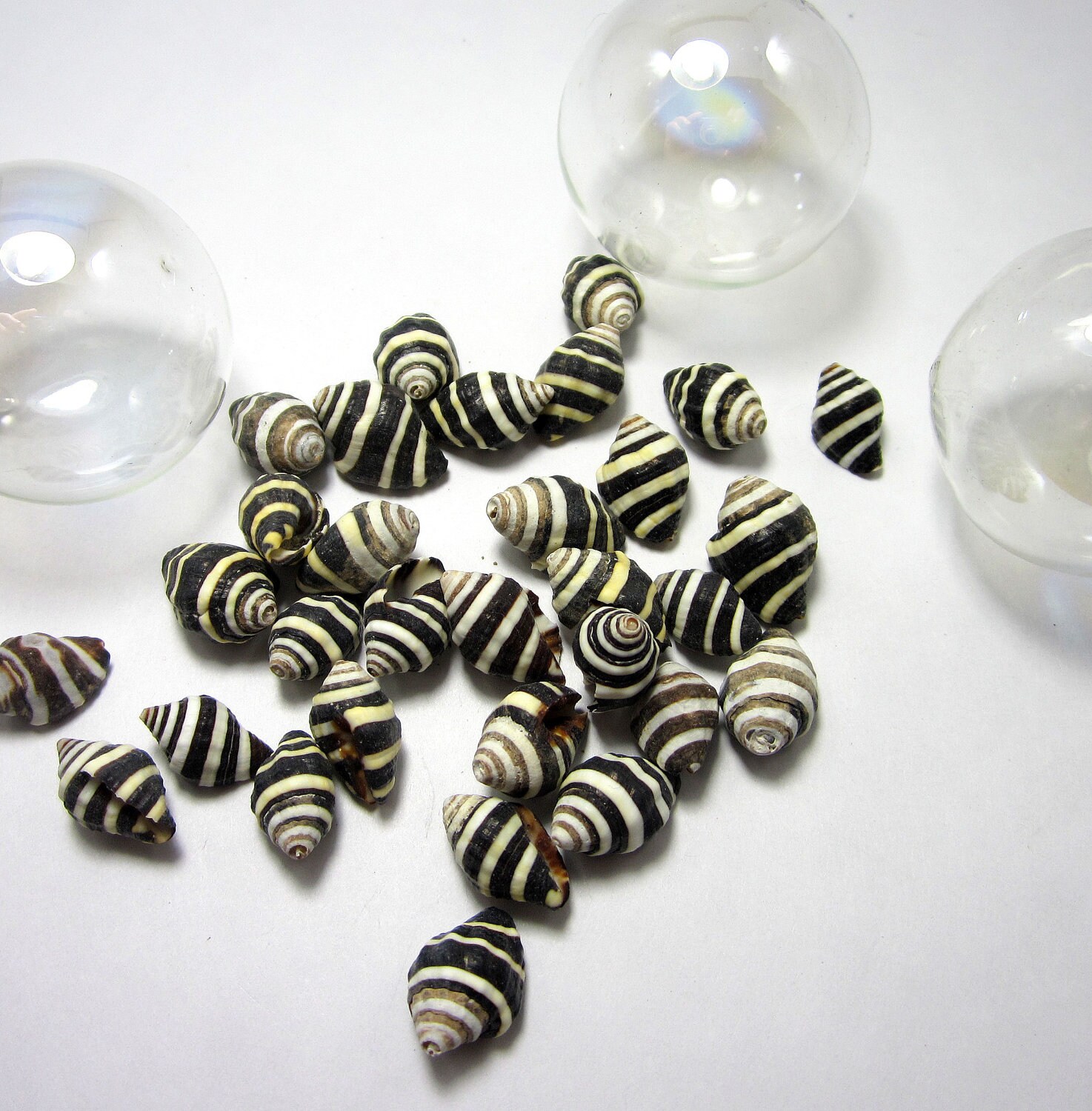 120PC Striped Beehive Shells: Black & White Beach Coastal Nautical ...