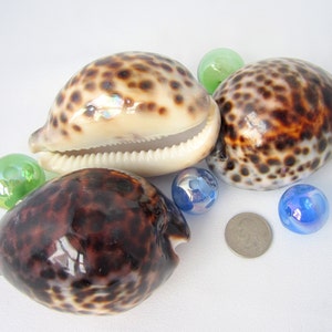3PC Tiger Cowrie Seashell, Beach Decor Large Spotted Tiger Cowrie Shell, Coastal Large Bulk Brown Spotted Shell, Large Craft Shell, 3&quot;, 3PC